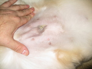 moles-on-dog-belly